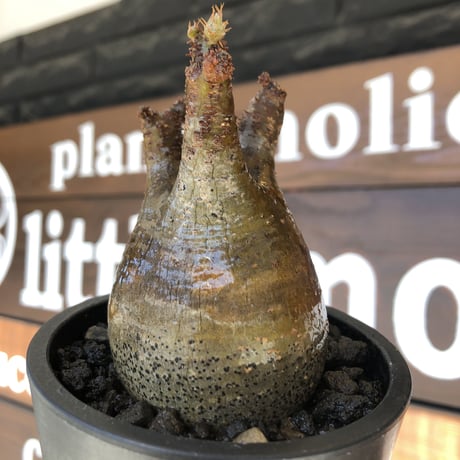 pachypodium gracilius《大きめS size》balance美株※現地球発根済株※店主国内管理2年株※短枝の上、大変balance良き良樹形株※mad black pot植え