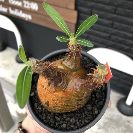 pachypodium gracilius《 M size》希少green & 激しい現地焼け※現地球発根後店主国内管理1年株※2色混在特化した装いが堪らない※mad black bowl pot植え