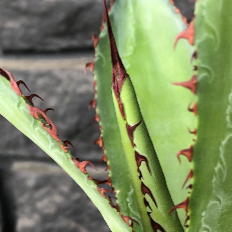 アガベ ボビコルヌータ斑入り アガベ ハイブリッド 'マッドカウ' ボビコルヌータ × コロラータ