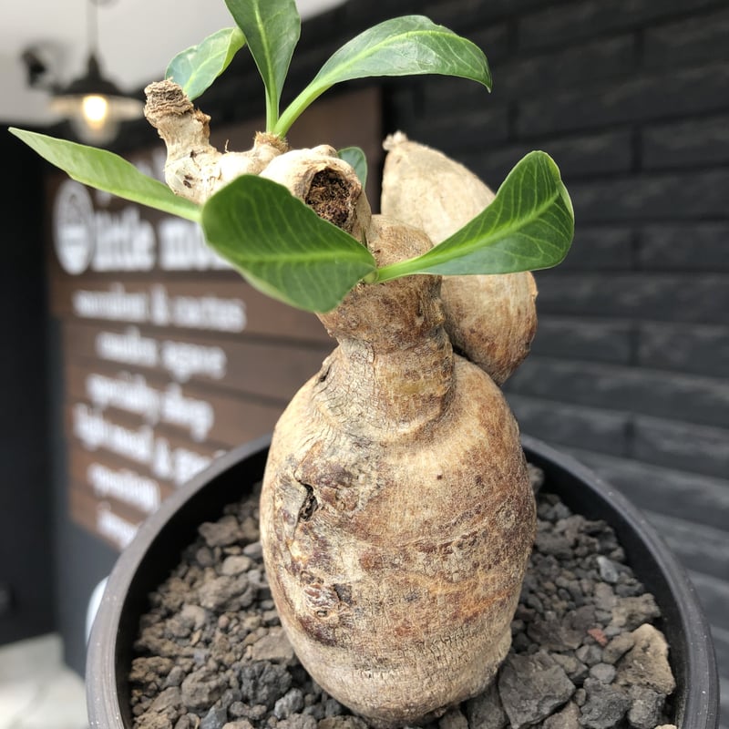 euphorbia subapoda《LL size》※現地球株発根済※中々見かけないほどbi
