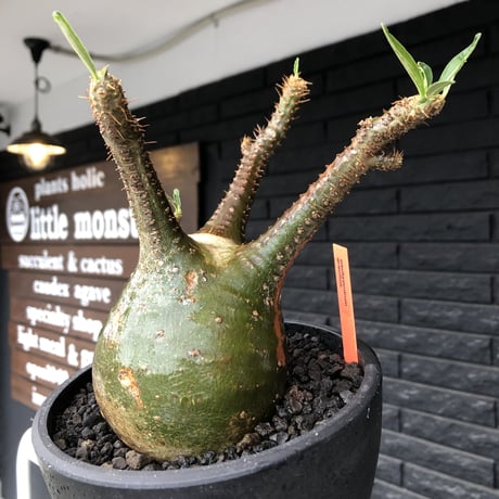 pachypodium gracilius《小さめL size》希少green肌&球体樹形※現地球発根後店主国内管理3年株※まん丸な樹形&極balance株※mad black bowl pot植え