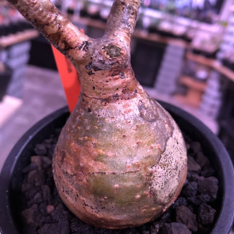 pachypodium  gracilius《大きめS size》球体樹形※現地球発根済株※店主国内管理2年株※特化した表皮柄＆株元まん丸樹形なかわいいグラキ※mad black pot植え
