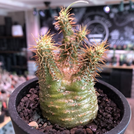 pachypodium gracilius《大きめS size》希少‼︎green肌※現地球発根済株※店主国内管理2年株※ボコボコ立体樹形でwild感強きgreen肌※mad black pot植え