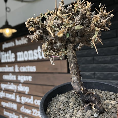 sarcocaulon  vanderietiae《大きめM size》※現地球発根後店主国内管理3年株※希少春秋型種‼︎良樹形な幹上がり仕立ての一株※mad black pot植え