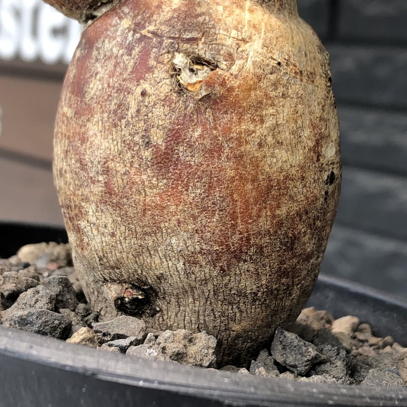 euphorbia subapoda《LL size》※現地球株発根済※中々見かけないほどbi