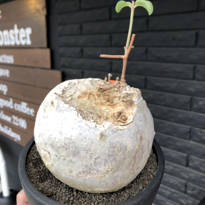 raphionacme procumbens《L size》激希少種‼︎極白球大株※現地球発根
