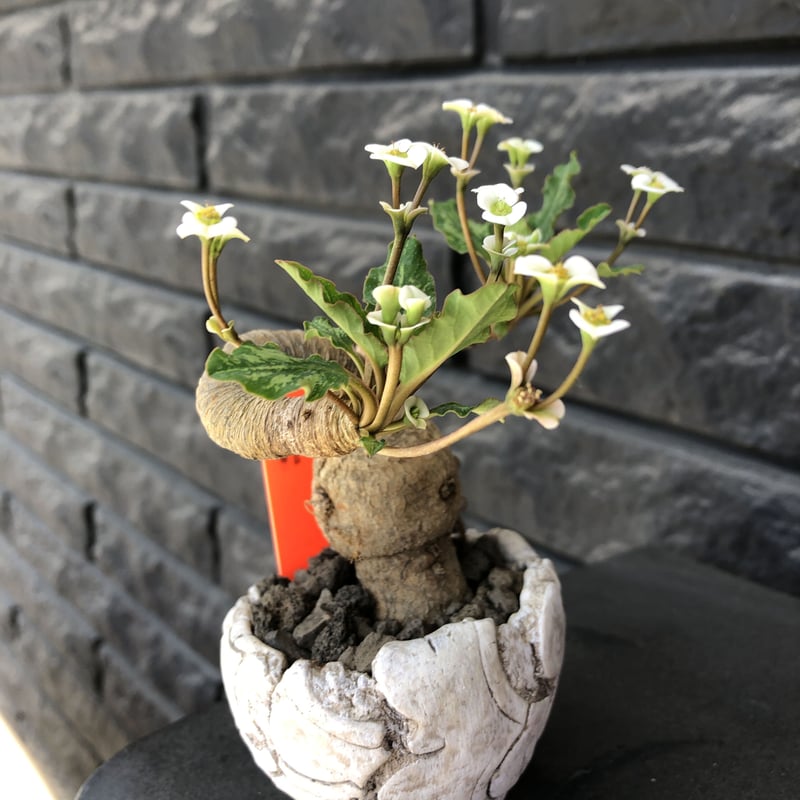 euphorbia fishbone《 M size》※現地球発根済株※発根後店主国内