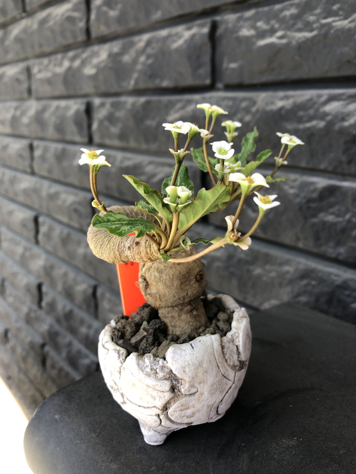 ユーフォルビア フスカ Euphorbia fusca - Special Plants Gallery