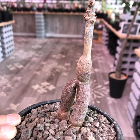 opercullicarya   decaryi  littmon  seed🌱  《5年半株》※大変成長は早く、幹幅も太く育ってくれた選抜株‼︎※mad  black  pot植え