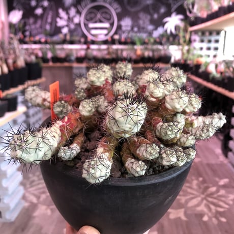 ortegocactus   macdougallii《L L size》※現地球自根株※店主国内管理6年株※薄水色肌ヤバイ群生極美株‼︎激希少size‼︎※mad black bowl pot植え