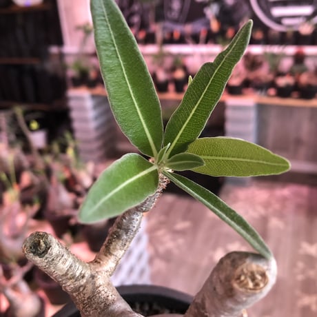 packypodium  gracilius《L size》希少‼︎驚愕球体+現地焼け※現地球発根済株※愛くるしさ100%かわいさ満点の激丸グラキ※mad black bowl pot植え