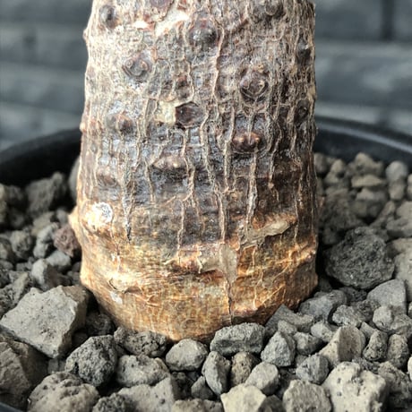 euphorbia  pachypodioides《M size 》※現地球発根後店主国内管理3年株※ボコボコ肌にcompactな良樹形‼︎人気者な一株※mad black pot植え