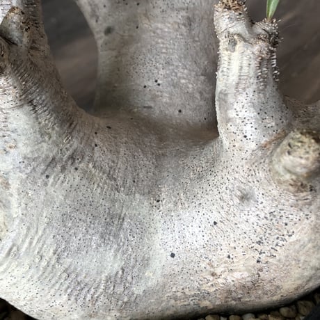 packypodium   inopinatum《L size》発根済み株