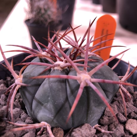 echinocactus   太平丸