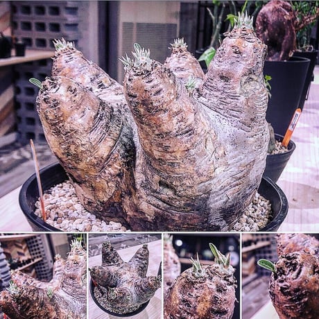 packypodium    roslatum var. eburneum（L size）