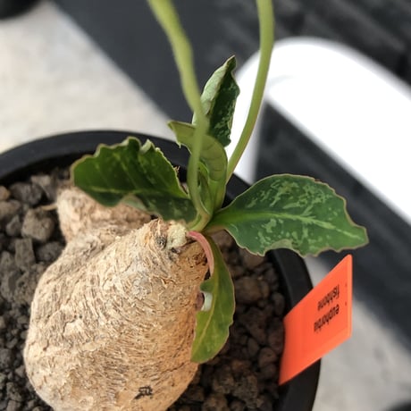 euphorbia  fishbone《 大きめM size》※現地球株発根済※激希少‼︎流通少なきフィッシュボーン※mad black pot植え