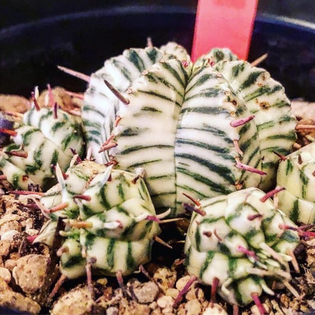 euphorbia   meloformis 錦《ゼブラ》激オススメ‼︎M size