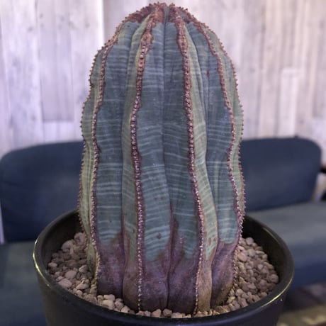 euphorbia  obesa《L size》一部木質化した大株オベサ‼︎※限定６株