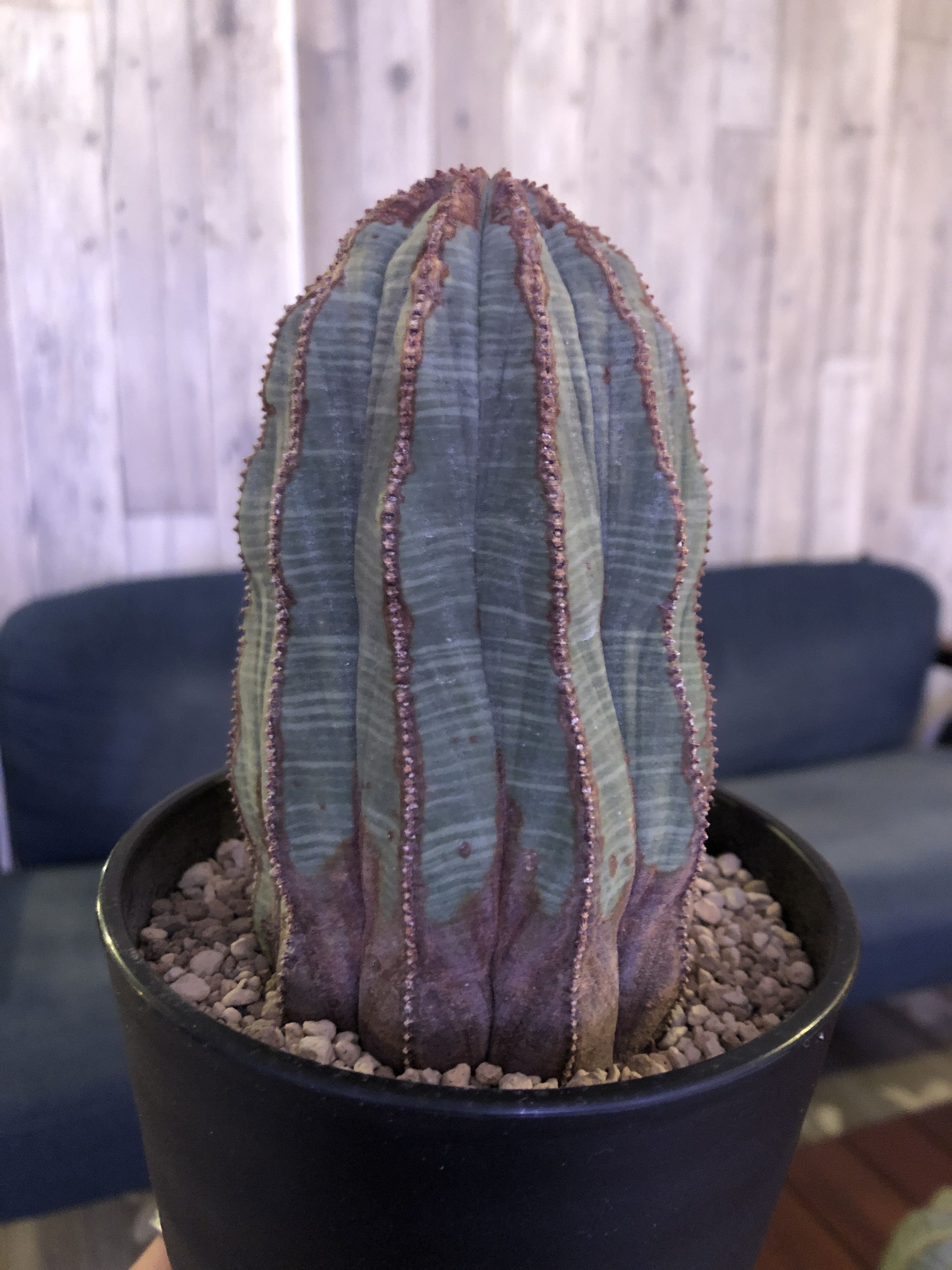 Euphorbia Obesa ユーフォルビアオベサ 木質化 ロング大株 original