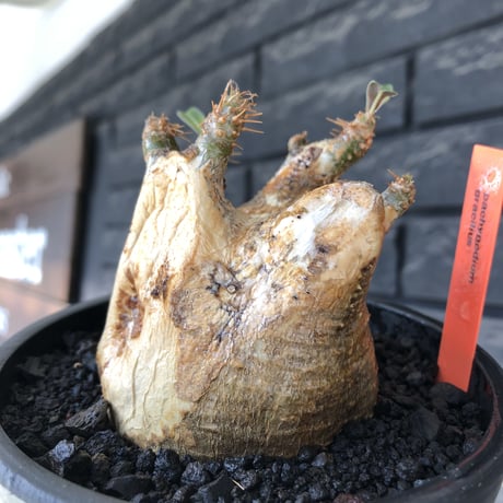 pachypodium gracilius《M size》ぼってり短枝&極現地焼け肌※現地球発根後店主国内管理3年株※極めて現地焼けマミレれな特化した装い‼︎※mad black pot植え