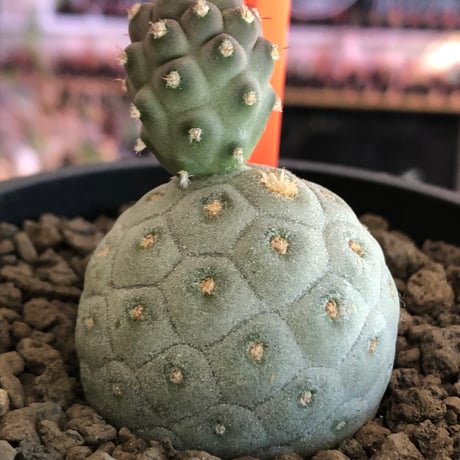tephrocactus geometricus 《M size》※現地球株カキ仔発根済※③丸々とかわいく綺麗な玉型維持のカキ仔※black bowl pot植え