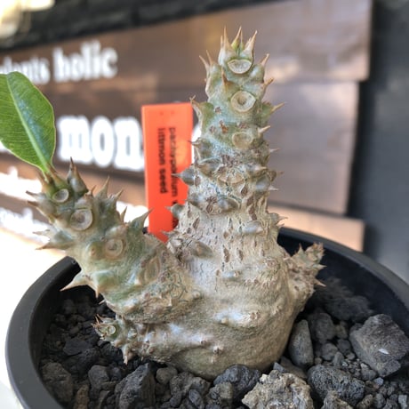 pachypodium windsorii《M size》※選抜littmon seed🌱※weight低き極ぼってり株元&枝振りも◎良樹形※mad black pot植え
