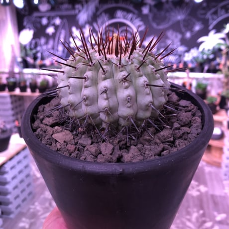 copiapoa   cinerea  var.columna-alba《M size》 現地球発根済み株  ※店主管理9年株 ※激推し株‼︎白さ際立つ孤竜丸※ mad black  pot植え