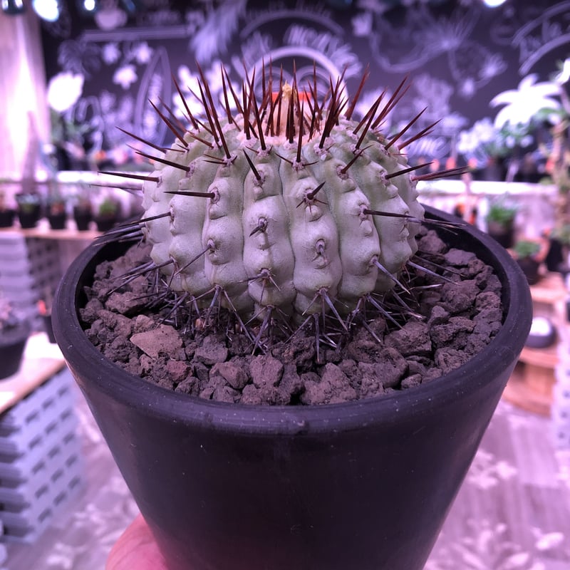 copiapoa cinerea var.columna-alba《M size》 現地 copiapoa cinerea var.columna-alba《M size》 現地