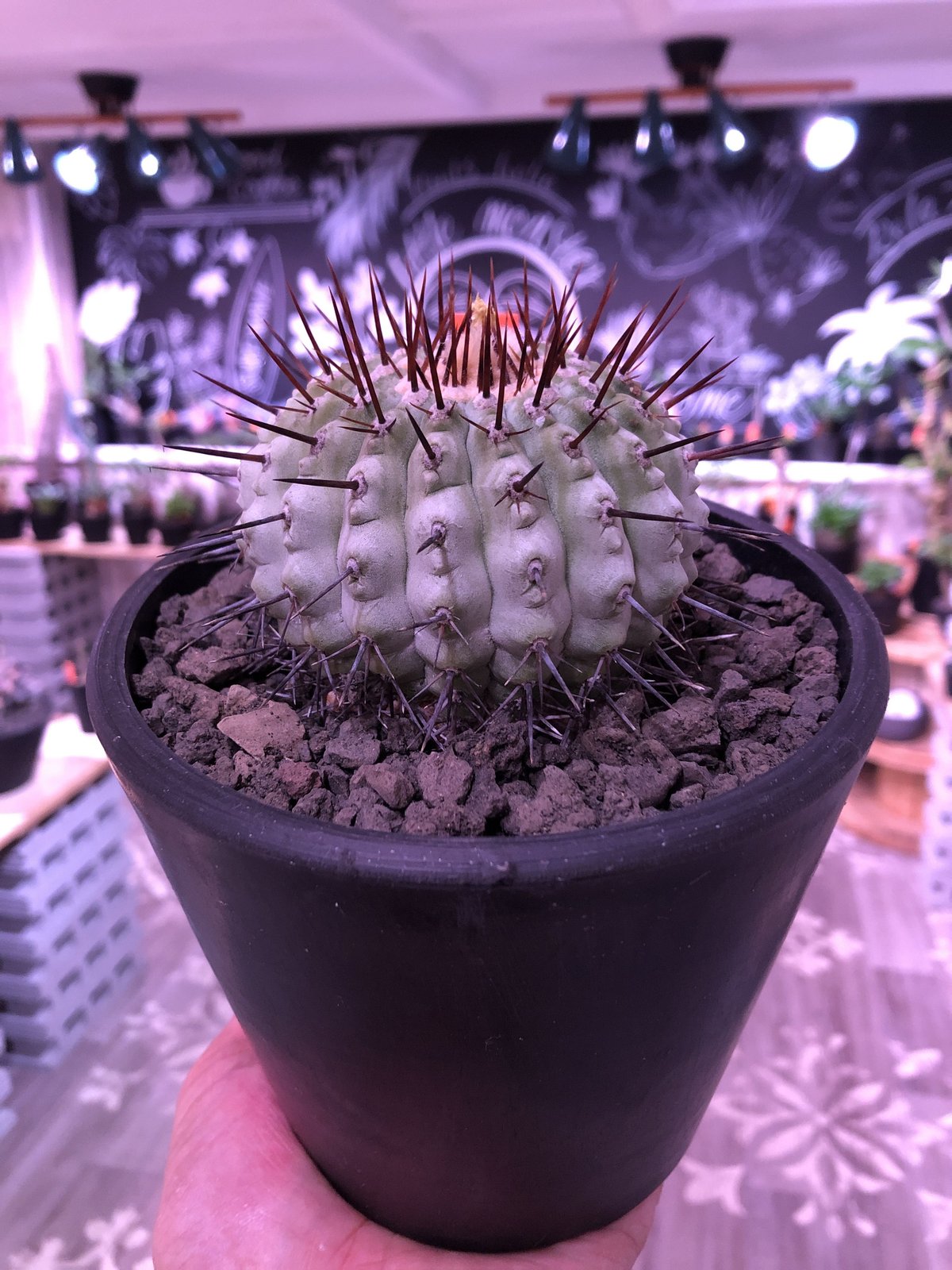 copiapoa cinerea var.columna-alba《M size》 現地 copiapoa cinerea var.columna-alba《M size》 現地