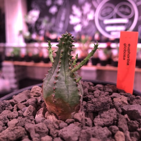 euphorbia    globosa《S size》※小振りでも丸々ぼってり存在感抜群‼︎例年見る見る子吹き群生化する育て甲斐のある子※mad black pot植え
