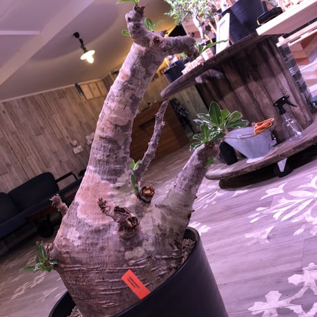 packypodium  saundersii《XXL  size》
