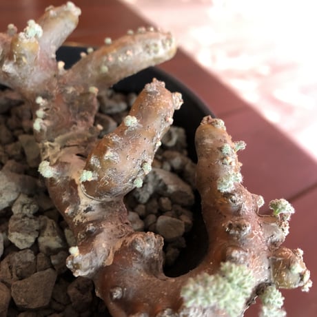 sarcocaulon  multifidum   《size  M》