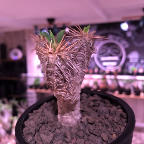 euphorbia  guillauminiana《S size》※現地球発根済株※小振りでも現地球株らしい表皮質のwildさ＆美しさの二面性持つ一株※mad black pot植え