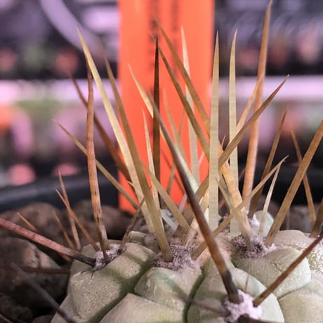 copiapoa   cinerea  長刺白棘黒王丸《小さめM size》激希少‼︎※現地球株カキ仔自根株‼︎※mad black bowl pot植え