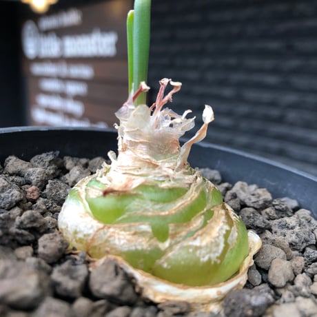 albuca spiralis cv.frizzle sizzle《L size》※littmon seed株※より強くカールが出る良きサイズなフリズルシズル‼︎※black bowl pot植え