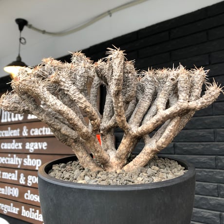 euphorbia  guillauminiana《大きめLL size》※現地球発根済株※店主国内管理6年株※現地球株らしい表皮＆volume満点大株※mad black bowl pot植え