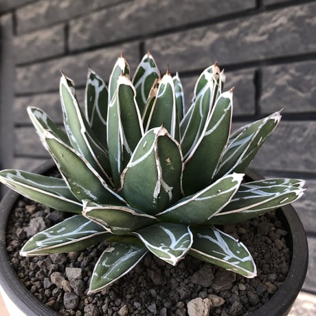 agave  笹の雪《小さめL size》※現地球発根後店主国内管理3年株※締まり&balanceも美しい良きサイズ感※mad black bowl pot植え