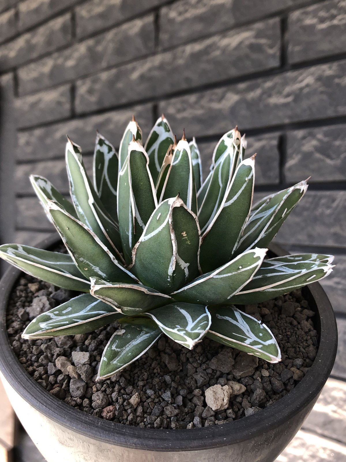 agave 笹の雪《小さめL size》※現地球発根後店主国内管理3年株※締まり