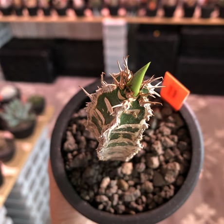 euphorbia   neohumbertii《小さめM size》※肌質が独特で自己主張強しネオフンベルティー（噴炎竜）※mad black pot植え