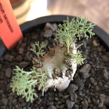 sarcocaulon peniculinum《大きめS size》激希少種※現地球発根後店主国内管理5年株※堪らないほど極白の美しい一株※mad black pot植え