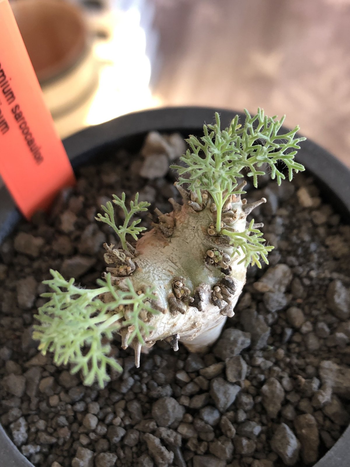 sarcocaulon peniculinum《大きめS size》激希少種※現地球発根後 sarcocaulon peniculinum《大きめS size》激希少種※現地球発根後