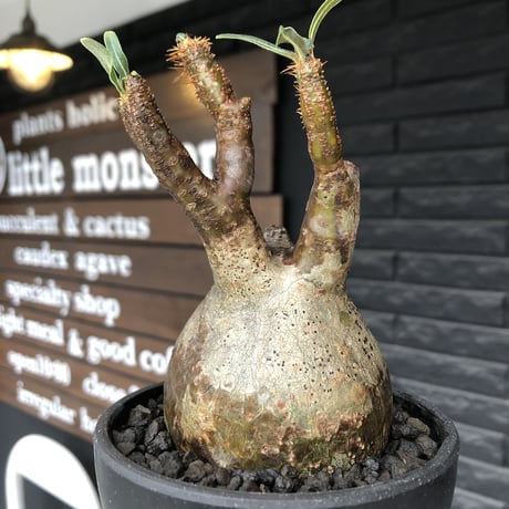 pachypodium  gracilius《M size》ぼってり株※現地球発根済株※店主国内管理3年株※ぼってり樹形且つ特化した柄を持つ良きサイズ感※mad black pot植え