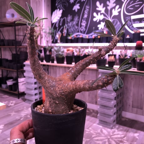 packypodium    cactipes《M size》発根済み株‼︎男前vintage -gold