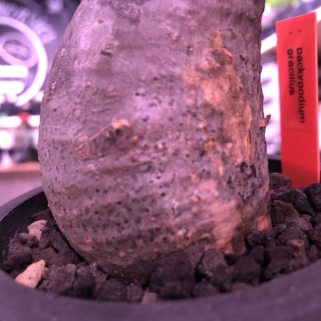 packypodium  gracilius《S size》※現地球発根済み株‼︎  （限定1株）※現地球株らしい肌にまん丸樹形が堪らない右曲がりなチビキリス※mad black pot植え