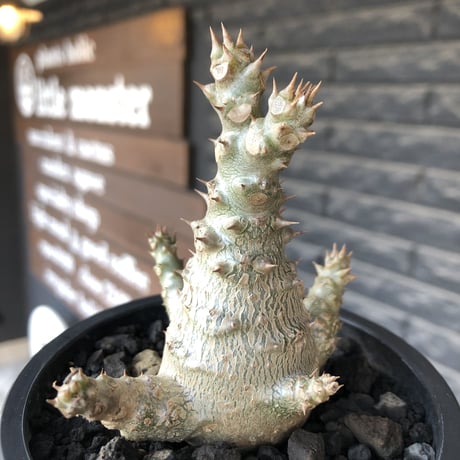 pachypodium windsorii《M size》※選抜littmon seed🌱※weight低き極ぼってり株元&枝振りも◎良樹形※mad black pot植え