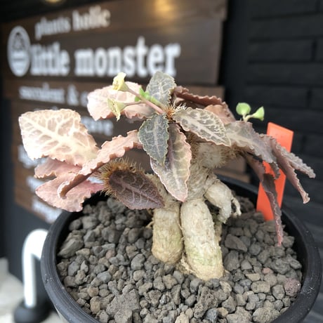 euphorbia francoisii var.crassiccaulis redreef《 M size》※現地球発根後店主国内管理3年株※赤葉&白肌堪らない※mad black pot植え