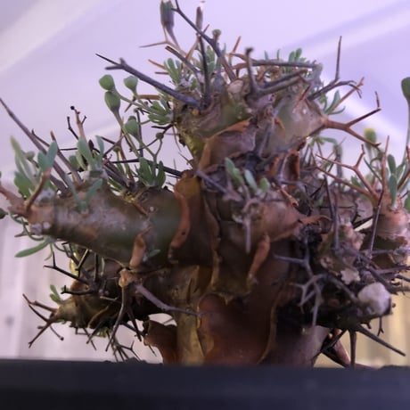 othonna   euphorbioides《M  size》mad black pot植え　極太幹&極美株‼︎  店主管理４年株