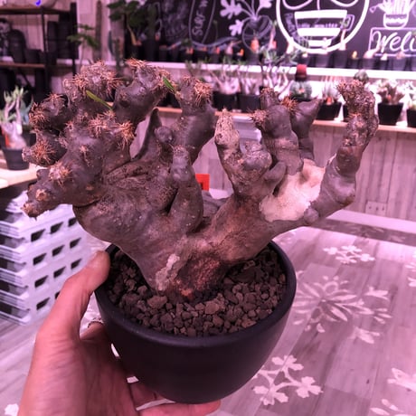 packypodium brevicalyx《L  size》※発根済み株 ※ interior性&鑑賞価値抜群の芸術的驚愕monster株‼︎　※mad  black bowl pot植え