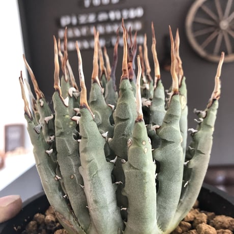 agave     utaensis   eborispina《陽炎type-M size》