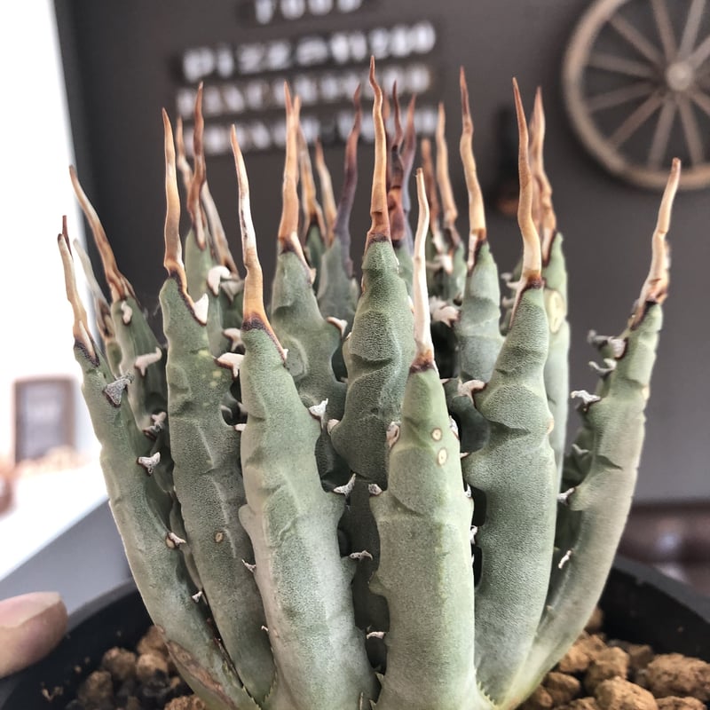 agave utaensis eborispina《陽炎type-M size》